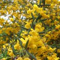 Berberis x stenophylla P9 P30 (2)